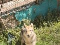1 Yaşında Dişi Wolfdog 