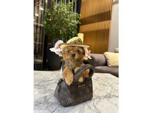 YENİ TEACUP YAVRUMUZ LEO 