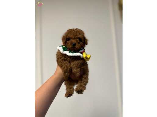 Büyümeyen toy poodle yavrularımız