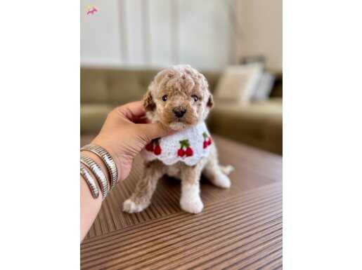 Kore teacup 1.5 kg garantili maltipoo yavrularımız 