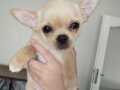 Minik Chihuahua yavrular