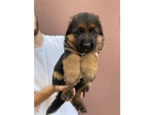 FCI scr’li Alman Çoban Köpekleri