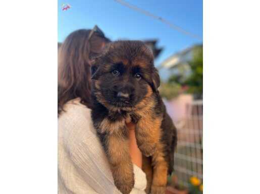 Scr’li Alman Çoban Köpeği Yavruları “