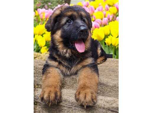 Alman Çoban Köpeği ‘