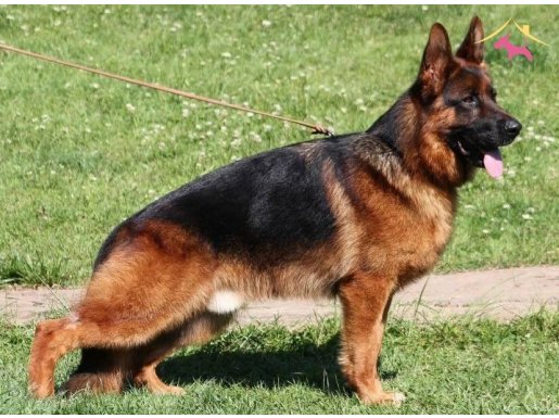 Scr li Alman Çoban Köpekleri