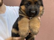 FCI scr’li Alman Çoban Köpekleri
