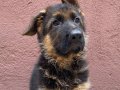 Alman Çoban Köpeği