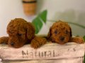 Toy Poodle 