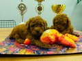 Toy Poodle 
