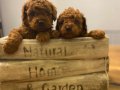 Toy Poodle 