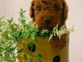 Toy Poodle 