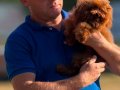 Toy Poodle 