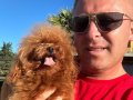Toy Poodle 