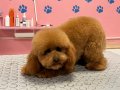 Toy Poodle 