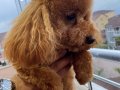 Toy Poodle 