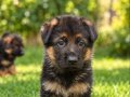 Alman Çoban Köpeği” 