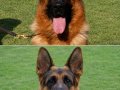 Alman Çoban Köpeği” 