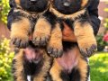 Alman Çoban Köpeği” 