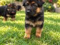 Alman Çoban Köpeği” 