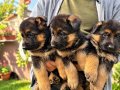 Alman Çoban Köpeği” 