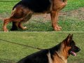 Alman Çoban Köpeği” 
