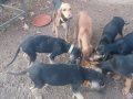 İtalyan segugio İtalyan av köpeği