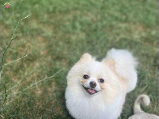 Şok fiyat 1yaşında her şeyi tam sevecen bir köpek üst kalite