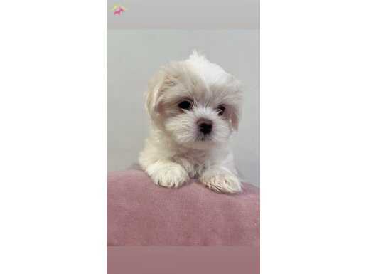 Kocaeli Kore Maltese TeaCup Yavrusu️