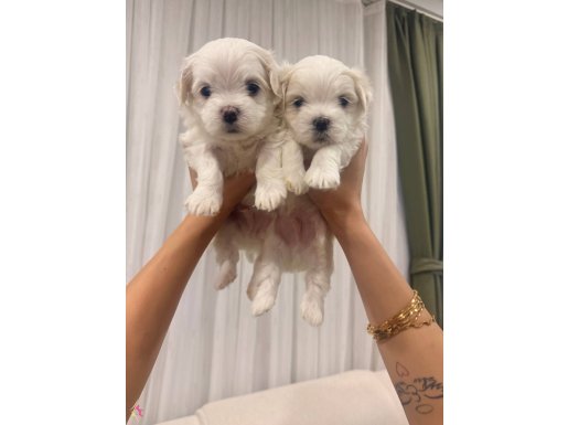 KOCAELİ KORE MALTESE TEA CUP YAVRULARI