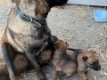 Sahibini bekleyen Belçika kurdu yavrularımız bulunmaktadır