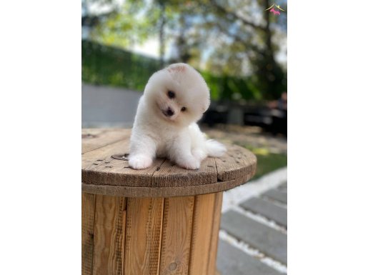 Harika mükemmel tcup pomeryan boo baby 