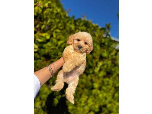 En sevmli maltıpo f1 koyurenk yavrular