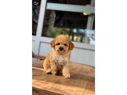 Maltıpo bebek yavrularımız 