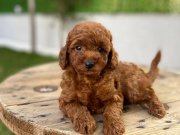 Alman kokenli poodel toy red brown yavrularımız 