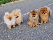 Sevimli oyuncak pomeryan boo baby senin olsun nedersın 