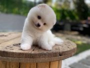 Harika mükemmel tcup pomeryan boo baby 