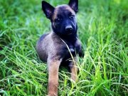 Belcika kurdu malinois fısek yavrular 
