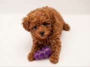 Oyuncak Değil Poodle :)