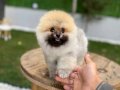 Pomeranian tedy boo sevımlı cocuklar 