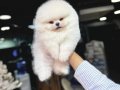 Pomeranian tedy boo sevımlı cocuklar 