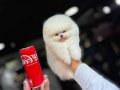 Pomeranian tedy boo sevımlı cocuklar 