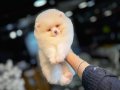 Pomeranian tedy boo sevımlı cocuklar 