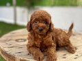 Alman kokenli poodel toy red brown yavrularımız 