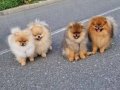 Sevimli oyuncak pomeryan boo baby senin olsun nedersın 