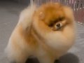 Sevimli oyuncak pomeryan boo baby senin olsun nedersın 