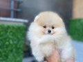 Sevimli oyuncak pomeryan boo baby senin olsun nedersın 