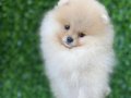 Sevimli oyuncak pomeryan boo baby senin olsun nedersın 