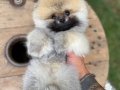 Sevimli oyuncak pomeryan boo baby senin olsun nedersın 