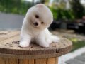 Harika mükemmel tcup pomeryan boo baby 