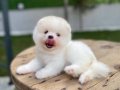 Harika mükemmel tcup pomeryan boo baby 
